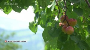 В Дагестане в разгаре сбор абрикосов
