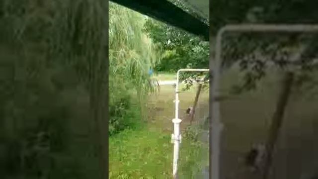 Травля