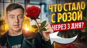Madam Cerise из Кении_ бюджетный сорт, который берут снова и снова