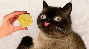 Приколы с котами! Смешные коты - Самые смешные животные С ОЗВУЧКОЙ! Ржака!!