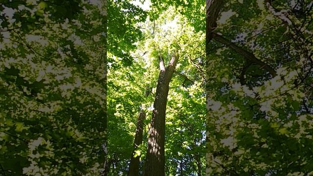 симметрии красоты жизнь ПЧЕЛЫ -дорога цветов