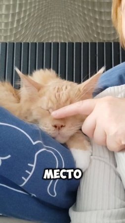 Влог кота Рони. Кошачья мудрость #мейкун #котики #котофейка #мейнкун #cat #моякошка #видосыоткота