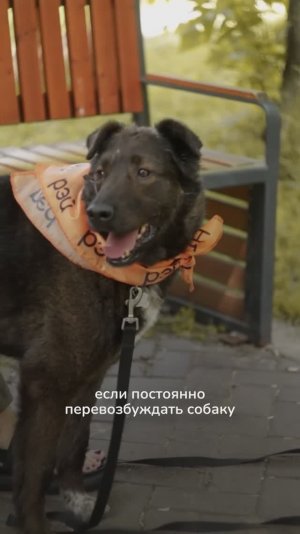 Миф: чем больше собака бегает, тем лучше
