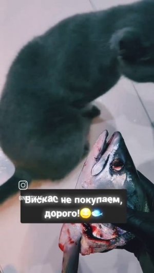 Вискас не покупаем,  дорого! Наша Анфиса любит рыбку!🐟💙❤️🥰 #nastikae #fishing