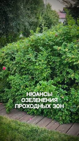 Нюансы озеленения проходных зон