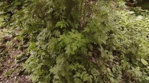 214)-30.06.25.г.Моя городская жизнь .👩🏢☘️☘️☘️.