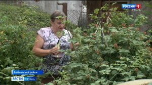 Рязанские дачники минимизируют последствия непогоды на своих участках