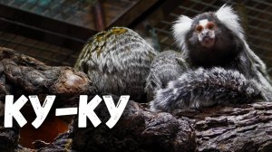 Игрунки копошатся под потолком. Ленинградский зоопарк