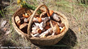 Целая поляна подосиновиков и немного всяких разных гибов