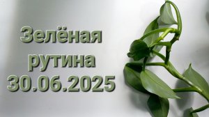 326. Цветы: Зелёная рутина 30.06.2025.