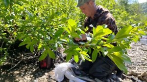 ВЫДРЫ. РЫБАЛКА. ГРИБЫ.