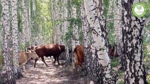 🐄 Куда идут коровы?