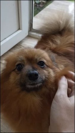 Недоверчивый шпиц (Грузия)