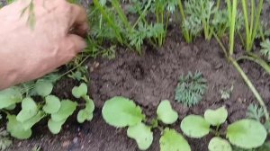 Морковь, что срочно делаем в июне?