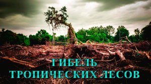 Гибель тропических лесов.
