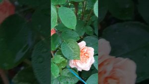 Розы:Королева Швеции,Индиголетта,Принцесса Маргарет,Пьер де Ронсар,Розариум Ютерсен и др.