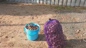 30.06.2025г.// ПРОВОДИЛА ВАДИМА НА РАБОТУ,САМА ЗА ДЕЛА.
ОБЫЧНАЯ ЖИЗНЬ В СЕЛЕ🏡🐓