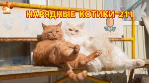 Нарядные Котики расслабляются на солнышке 🌞 🐈🐈🐈 (211)