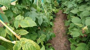 Очередной сбор урожая малины - конец июня 2025г.