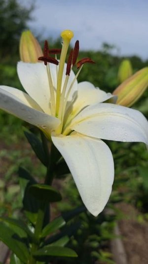 Белая лилия