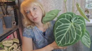 Очень жёсткая пересадка антуриума