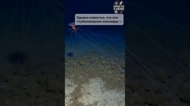 Нам удалось заснять неуловимого и загадочного кальмара Magnapinna!