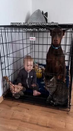 когда не дают спокойно помыть пол