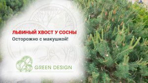 Львиный хвост у сосны!