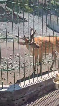 Кормлю пятнистого оленя 🦌
