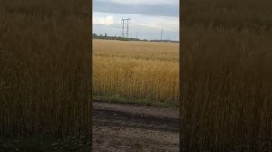 Доброе утро, страна!