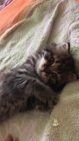 Малыш Самуэль😻 #котята #милыекотики #милота
