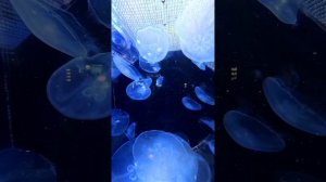 🌊 **Гигантские медузы в Московском океанариуме (ВДНХ) — магия замедленной съемки!**