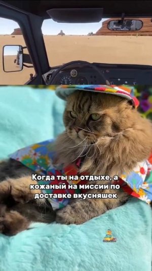 Босс ждет вкусняшки😎 #котик #юмор #самуэлькотик #животные #котики #питомец #кот #коты