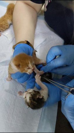 Уход за пуповиной новорожденных котят: важные советы 🐾❤️