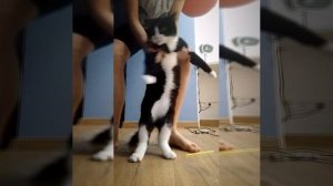 танец кота Сеньки😺