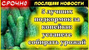 Налейте в огурцы — и они сразу выдадут кучу завязей и заплодоносят: 5 лучших подкормок за копейки