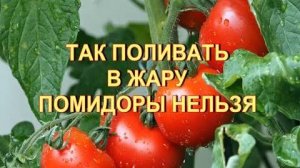 ТАК ПОЛИВАТЬ В ЖАРУ ПОМИДОРЫ НЕЛЬЗЯ! Ошибка, которая губит урожай