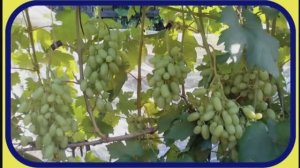 Виноград. Почему ягоды увядают