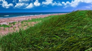 Ocean Waves and Gentle Breeze | Listen To Calm Your Mind & Relax