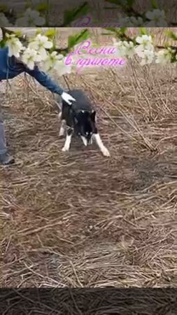 Весна... Веснушка, Веснушечка...

Вся жизнь в приюте, вся жизнь в клетке