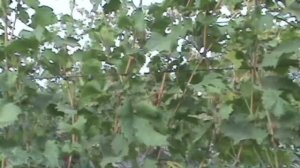 Виноград. Обязательно сделайте это перед укрытием кустов.
