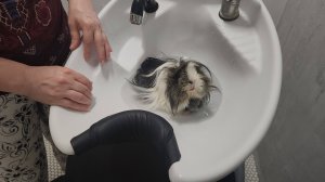 Морские свинки Улли и Пулли посетили барберную ✂️