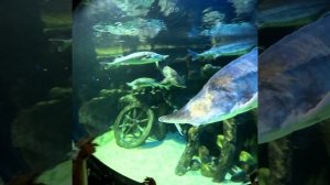 Гигантский осётр в Московском океанариуме — король пресных вод! 🐟👑»