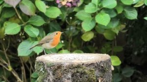 Птичьи разборки: кто занял пень?