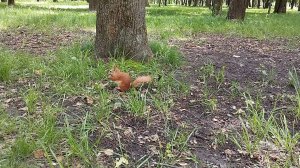 Белка в парке. Корми белок правильно. Деревянные кормушки