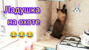 Кошка🐱Ладушка😂на🐰охоте # смешныекоты #котики #забавные видео #прикольные