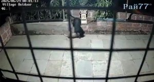 Чёрный леопард утащил пса в неизвестном направлении