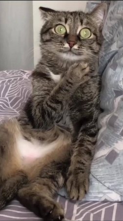 МЕСТЬ Пушистиков! 🔥 Коты АТАКУЮТ! 😂 #funny #юмор #shorts