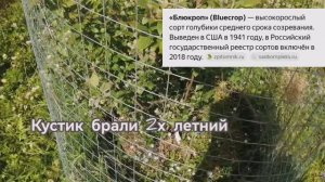 Дорогая ягода! Выращиваем на участке Голубику! Как защитить ягоды от птиц?