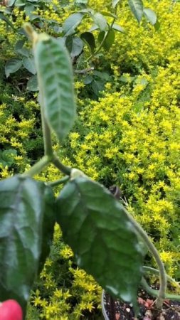 Хойя Villosa 🌿